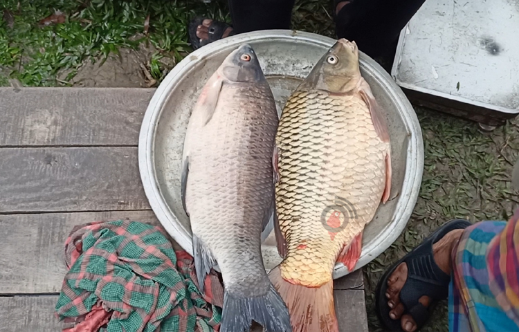 মেলাটি কতো বছর আগে থেকে প্রচলন শুরু হয়েছে জানেন না কেউ। তবে ধারণা করা হয় অন্তত ২০০ বছরের পুরনো এ মেলা। ছবি: বিধান মজুমদার অনি