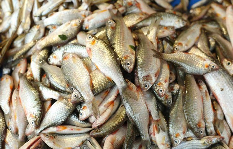 বাজারে পাওয়া যাচ্ছে দেশি জাতের পুঁটি মাছও। বর্তমানে এই মাছ খুব একটা চোখে পড়ে না। বিশেষ করে শহরে এসব মাছ পাওয়া যায় না বলেই চলে। ছবি: মাহবুব আলম