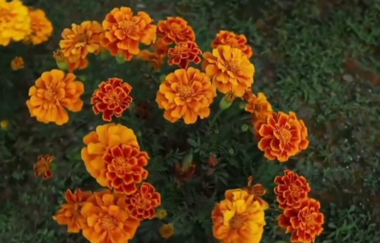 কৃষক,  ব্যবসায়ী, শিক্ষার্থীসহ মোট সাত উদ্যোক্তা মিলে গড়ে তুলেছেন এই ফ্লাওয়ার লেক। শহরের যানজট ও ইট পাথরের দেয়াল থেকে বের হয়ে একটু স্বস্তির নিশ্বাস নিতে এই ফ্লাওয়ার লেকে এসে ভিড় করছেন দর্শনার্থীরা।  ছবি: লিপসন আহমেদ