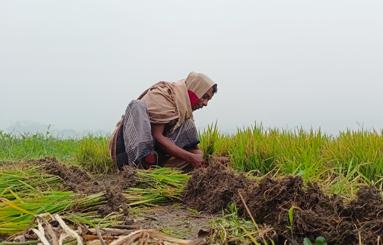 কুয়াশার মধ্যেই জমিতে কাজ করছেন চাষি। ছবি: বিধান মজুমদার অনি