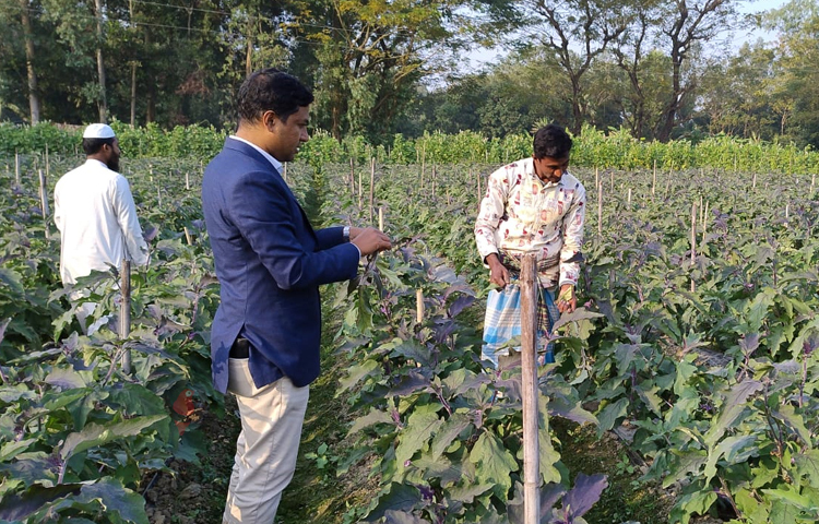 কেউ ক্ষেতে পরিচর্চা করছেন, কেউ বেগুন তুলছেন আর কেউ বাজারে নেওয়ার জন্য টুকরিতে ভরছেন। আবার কয়েকজন কৃষক নিজের গ্রামের দোকানের সামনে পাল্লায় বেগুনের ওজন পরিমাপ করছেন। ছবি: এম মাঈন উদ্দিন