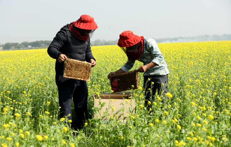 এখানে খাঁচায় উৎপাদিত খাঁটি মধু যাচ্ছে দেশের বিভিন্ন জেলায়। এতে বেশ কিছু মানুষের কর্মসংস্থানের সুযোগ সৃষ্টি হয়েছে। ছবি: মাহবুব আলম