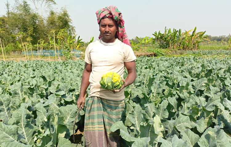 জাজিরা উপজেলার চর খোড়াতলা এলাকার কৃষক মো. শাহিন আলম জানান, গত বছর ১০ শতাংশ জমিতে সাদা ফুলকপির পাশাপাশি পরীক্ষামূলকভাবে হলুদ আর পার্পেল দুই জাতের ফুলকপির আবাদ করেছিলেন। এতে তার খরচ হয়েছিল ৬ হাজার টাকা। আর বিক্রি করেছিলেন ৪০ হাজার টাকা। গতবছর ভালো দাম পাওয়ায় এ বছর তিনি বাড়িয়ে ৪০ শতাংশ জমিতে রঙিন ফুলকপির আবাদ করেছেন। ছবি: বিধান মজুমদার অনি
