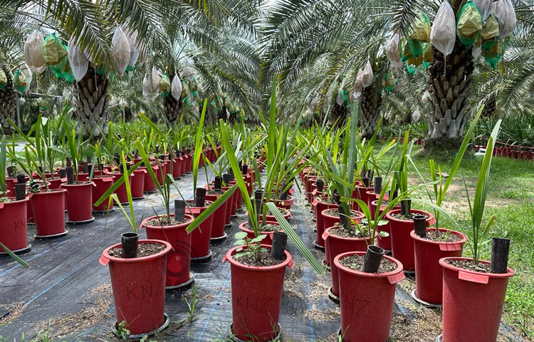 বাগান মালিক নোকেন নোনক জানান, ‘প্রায় ২০ বছর আগে ছোট পরিসরে দুবাই থেকে খেজুর গাছের চারা এনে বাগান শুরু করেন তিনি। ক্রমেই তার বাগানের পরিধি বাড়তে থাকে। এখন ৬০ একর জায়গাজুড়ে তার বাগান।’ ছবি: এম মাঈন উদ্দিন