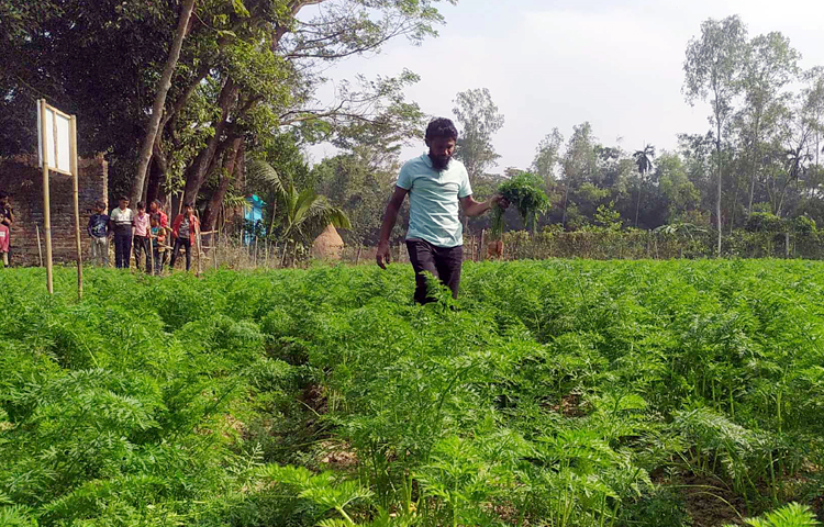 কৃষক নূর আলম বলেন, ‘আগামীতে চাষ আরও বাড়ানোর প্রস্তুতি নিচ্ছি। নিজ থেকে ২০ হাজার টাকার মতো খরচ হয়েছে। বাজারে গাজরের ভালো দাম। প্রতি কেজি গাজর ৪০ টাকা দরে বিক্রি হচ্ছে। আবহাওয়া অনুকূলে থাকলে ১ লাখ টাকার মতো বিক্রি করা যাবে।’ ছবি: এম মাঈন উদ্দিন