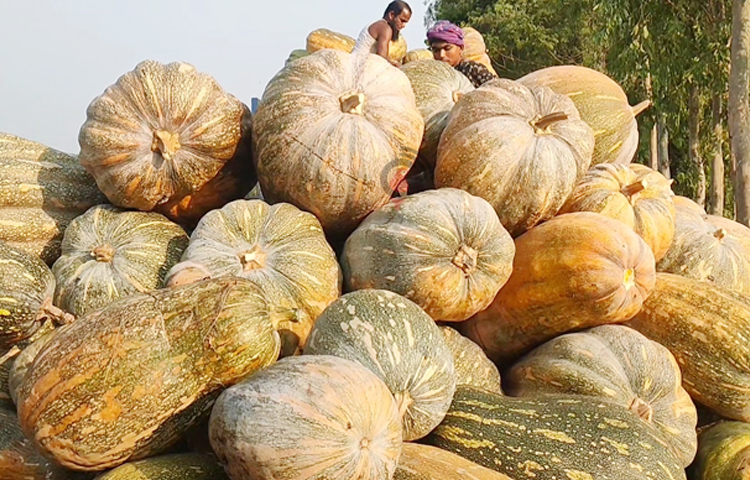 মিষ্টি কুমড়ার শাকও সবজি হিসেবে খুবই ভালো। ভিটামিন ‘এ’ ছাড়াও নানা পুষ্টিগুণে সমৃদ্ধ এটি।  ছবি: আরাফাত রায়হান সাকিব