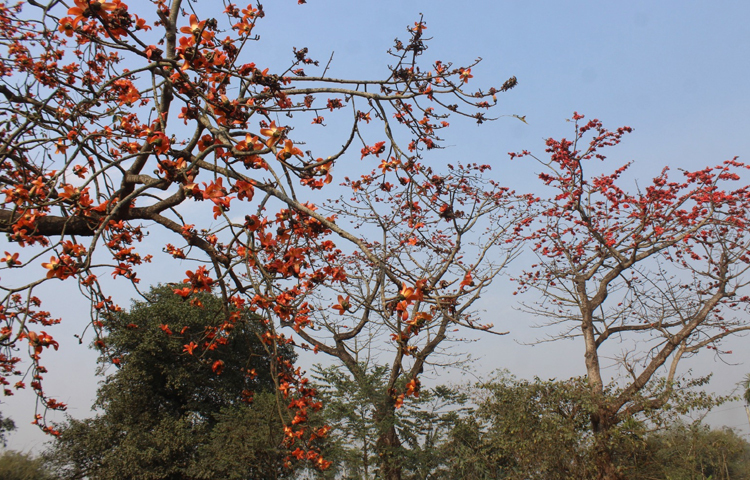 মা, দাদি-নানিরা এখনো শিশুদেরকে শিমুলের তুলা ও বিচির তৈরি বালিশে মাথা দিয়ে শুয়ে রাখতে স্বাচ্ছন্দ্যবোধ করেন। ছবি: এমদাদুল হক মিলন