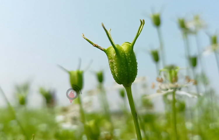 একদিকে ঔষধি গুণসম্পন্ন হওয়ায় কালোজিরার মধুর ভালো দাম পাচ্ছেন মৌচাষিরা, অন্যদিকে জমির পাশে মৌবাক্স বসানোয় ফলন হচ্ছে প্রায় দ্বিগুণ। এতে খুশি স্থানীয় কৃষক ও বিভিন্ন জেলা থেকে আসা মৌচাষিরা। ছবি: বিধান মজুমদার