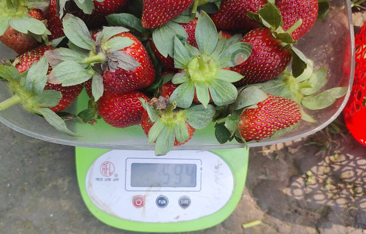 প্রথমবারের মতো স্ট্রবেরি চাষে রজিন আহমেদ রঞ্জুর সাফল্যে স্থানীয় কৃষকদের মধ্যে সাড়া ফেলেছে। লাল টুকটুকে রঙের স্ট্রবেরির সৌন্দর্য দেখতে প্রতিদিনই আসছেন উৎসুক মানুষ। ছবি: মো. জামাল হোসেন