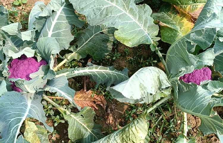 স্থানীয় বাজারেও সাড়া ফেলেছে তার রঙিন ফুলকপি। কিনছেন অনেকেই, বিক্রিও হচ্ছে বেশি দামে। তাকে দেখে আশপাশের কৃষকরাও এ ফুলকপি চাষে উদ্বুদ্ধ হচ্ছেন। ছবি: আব্দুর রহমান আরমান