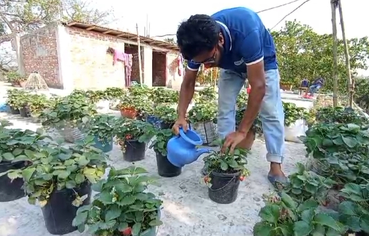 ছোটবেলা থেকেই ফুল আর ফল চাষের প্রতি আগ্রহ তার। সেই স্বপ্নকে বাস্তবে রূপ দিতে বাড়ির ছাদে স্ট্রবেরি চাষ শুরু করেন আসিফ। তিনি ফুলছড়ি উপজেলার কঞ্চিপাড়া ডিগ্রি কলেজের প্রথম বর্ষের শিক্ষার্থী। ছবি: শামীম সরকার শাহীন