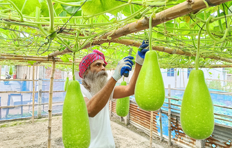 মিনজার হোসেন বলেন, আমি যতদিন বেঁচে আছি ততদিন এখানে কৃষিকাজই করে যাবো। অনেক কষ্টের পর যখন ফলন পাই তখন খুব আনন্দ হয়। অন্য কোনো কাজে কখনোই তা পাবো না। ছবি: রাশেদুল ইসলাম রাজু