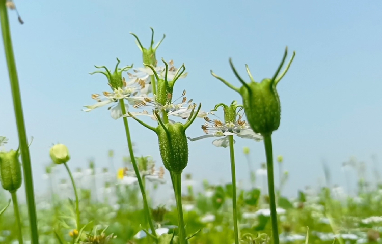 মাঠজুড়ে কালোজিরার হালকা নীলাভ বর্ণের ফুলে ছেয়ে আছে। এর মধ্যে কিছু কিছু ফল পুষ্ট হয়েছে। বেশিরভাগ ফলই তেলবীজে পরিপূর্ণ হয়ে উঠেছে। ছবি: বিধান মজুমদার অনি