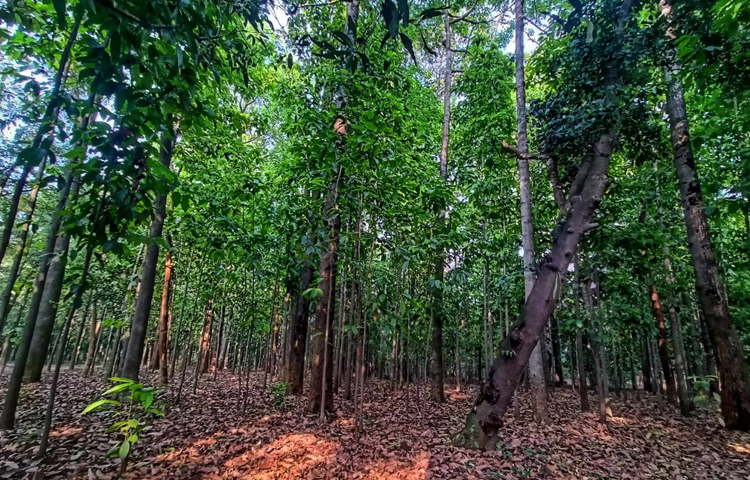 এ উদ্যানে রয়েছে নানা প্রজাতির গাছ। ছবি: মাহবুব আলম