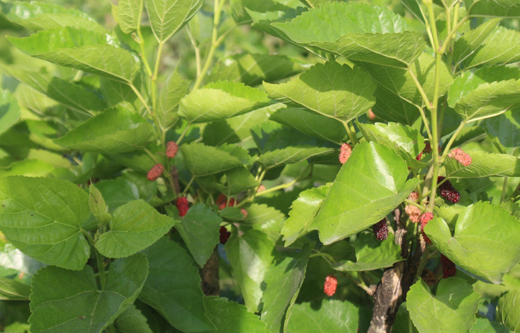 তুঁত ফল সংগ্রহকারীদের কাছ থেকে ২০০ টাকা কেজি কিনে ব্যবসায়ীরা বিক্রি করছেন ২৫০ টাকা থেকে ৩০০ টাকা কেজি দরে। ছবি: এমদাদুল হক মিলন