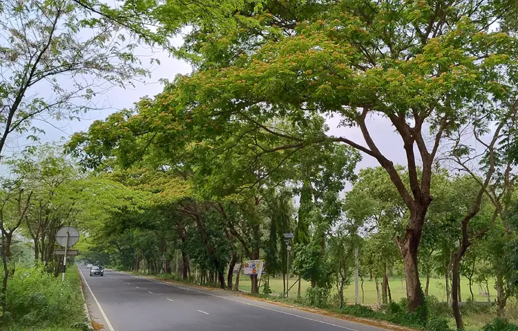 মাঝে মধ্যে দুয়েকটা সিএনজিচালিত অটোরিকশা ও ব্যক্তিগত যানবাহনের দেখা মিলছে। তবে সেই সংখ্যাও হাতেগোনা। ছবি: এম মাঈন উদ্দিন