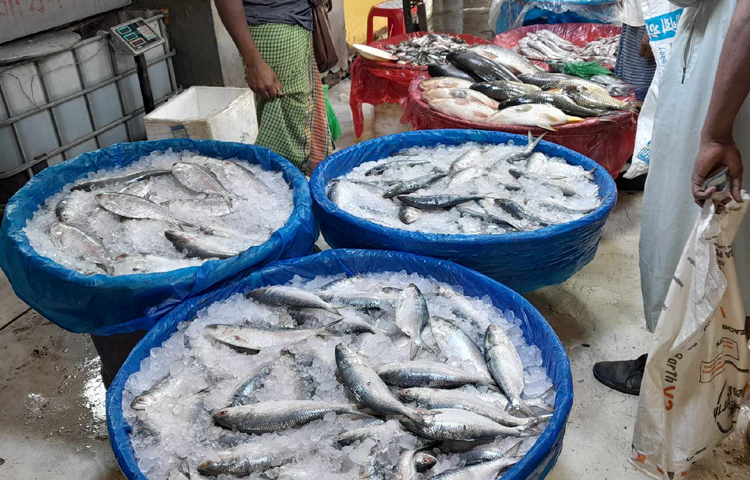 কিছুদিন ধরেই বাজারে ইলিশের সরবরাহে টান। দামও বেশ চড়া। এরমধ্যে দুয়ারে নববর্ষ, যেখানে ইলিশ একটি বড় অনুষঙ্গ। তাই সরবরাহ ঘাটতির মধ্যে নববর্ষের চাহিদায় ইলিশের দাম এখন তুঙ্গে। যা সাধারণ মানুষের ক্রয়ক্ষমতার বাইরে। ছবি: রানা মাসুদ