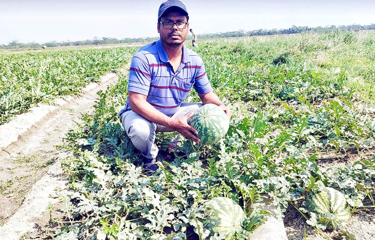 এ বছর প্রতি বিঘা জমিতে শ্রমিক, ঔষধ ও সেচ খরচসহ প্রায় ৮০ হাজার টাকা খরচ হয়েছে। প্রতি বিঘা জমিতে যে ফলন হয়েছে তাতে ১ লাখ ৮০ হাজার থেকে ২ লক্ষাধিক টাকার তরমুজ বিক্রি করা যাবে। ছবি: আতিকুর রহমান