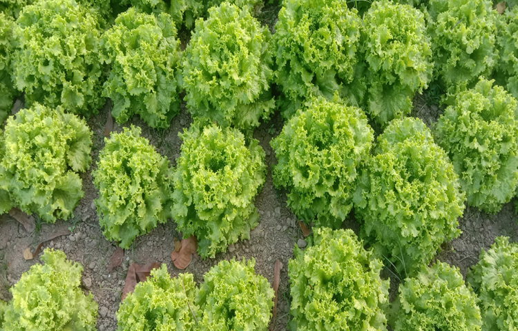 লেটুস চাষে কৃষি অফিস থেকে সব ধরনের সহযোগিতা দেওয়া হয়েছে। এর বাইরে কেউ যদি কোনো পরামর্শ ও সহযোগিতা চান, আমরা দিতে আগ্রহী। ছবি: জামাল হোসেন