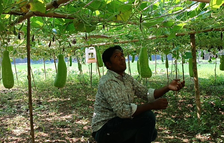 আধুনিক প্রযুক্তির মাধ্যমে কৃষি উন্নয়ন প্রকল্পের আওতায় জৈবিক কৃষি ও জৈবিক বালাই ব্যবস্থাপনায় লাউ চাষ শুরু করেন তারা। ছবি: আব্দুর রহমান আরমান