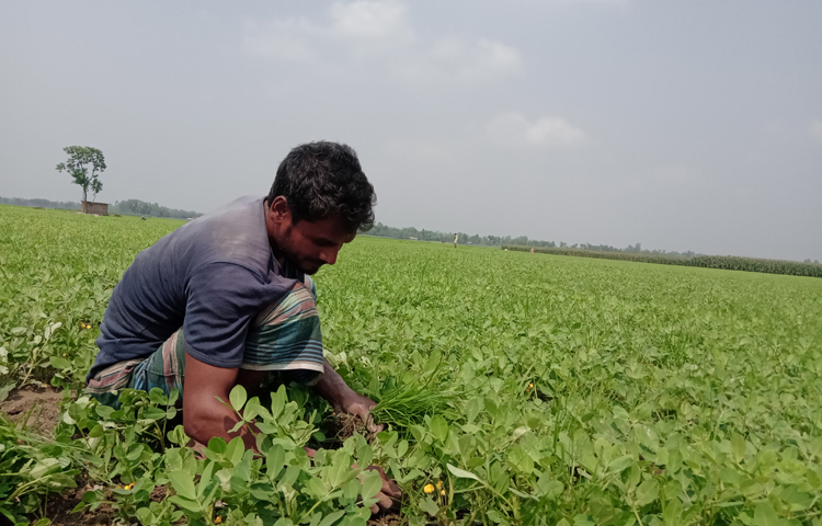 বাজারে বাদামের ভালো দাম থাকায় গত কয়েক বছর ধরে বাদাম চাষে আগ্রহী হচ্ছেন এখানকার চাষিরা। ছবি: ইব্রাহিম সুজন
