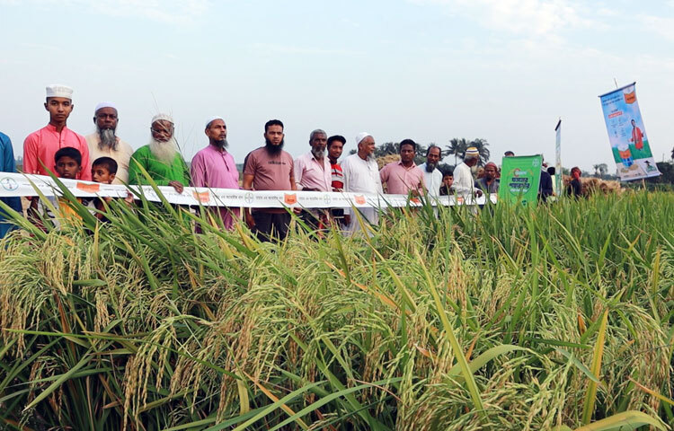 কৃষিবিদ মো. মানছুর রহমান জানান, এ ধানের জীবনকাল ১৪০-১৪৫ দিন। রোগ প্রতিরোধী অধিক ফলন সম্পন্ন হওয়ায় অন্য ধানের চেয়ে চাষে আগ্রহ প্রকাশ করছেন কৃষকেরা। প্রত্যাশা অনুযায়ী ফলন পাওয়ায় কৃষক যেন সুদিন ফিরে পেয়েছেন। ছবি: আহসানুর রহমান রাজীব