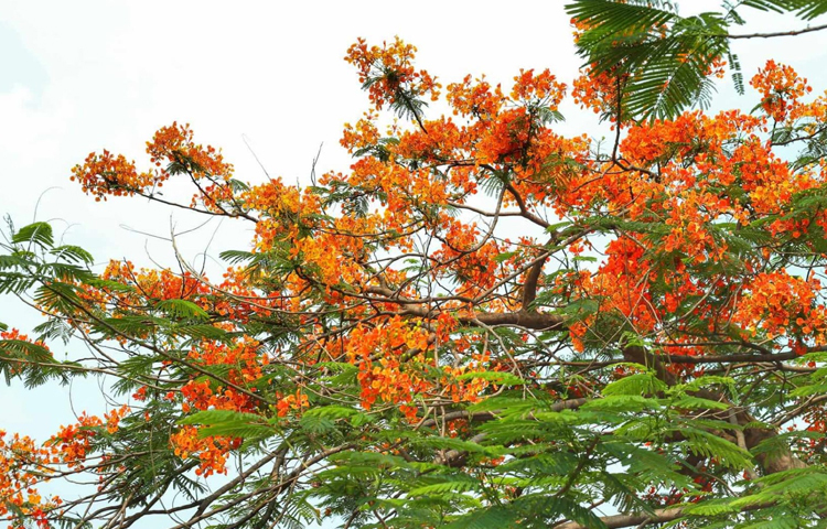 কৃষ্ণচূড়া ফুল নিয়ে কবি রুদ্র মুহম্মদ শহিদুল্লাহ একবার লিখেছিলেন, ‘আমি কৃষ্ণচূড়াকে প্রেম ভেবে কোনো এক বসন্তের রাতে গোপনে বুকে রেখেছিলাম, তখন বসন্ত ছিল, আমার কোকিল ছিল।’ ছবি: মাহবুব আলম