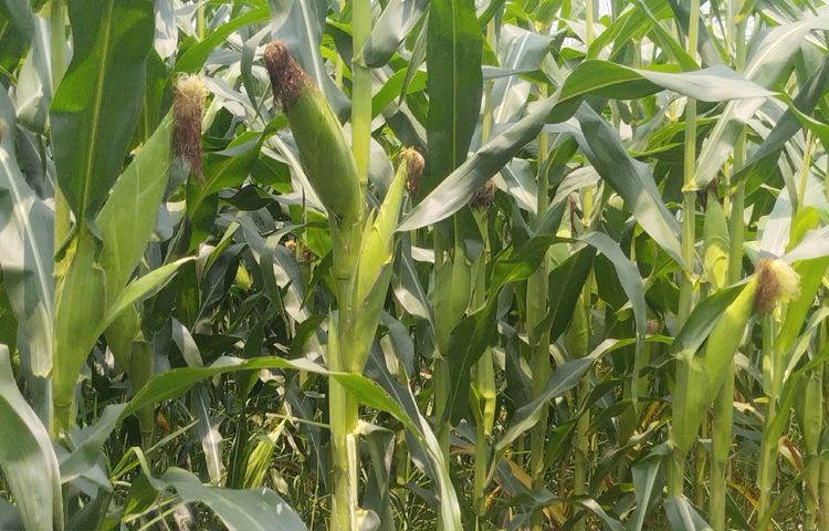 জানা গেছে, চলতি বছর উপজেলার ১৬টি ইউনিয়ন ও দুটি পৌরসভায় ৪৬ হেক্টর জমিতে ভুট্টা চাষ হয়। ২০২৩ সালে আবাদ দাঁড়ায় ৩৬ হেক্টরে। চলতি বছর আরও ১০ হেক্টর বেড়েছে। ছবি: এম মাঈন উদ্দিন