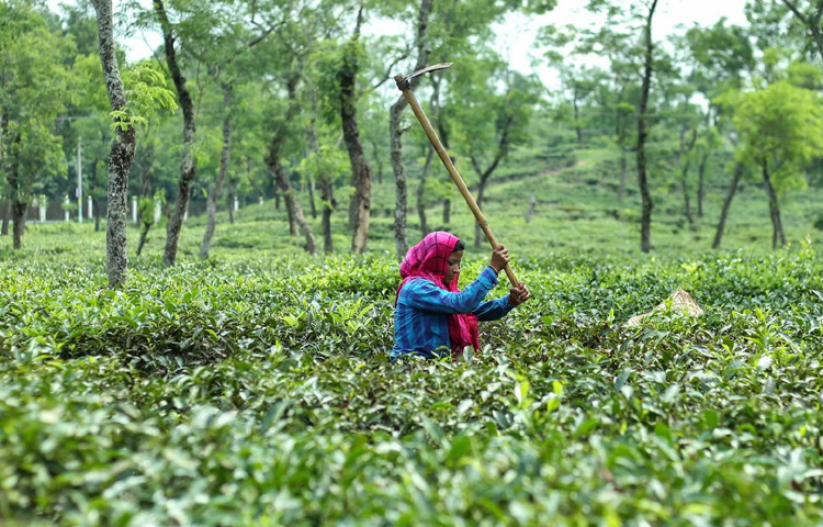 বাগান পরিষ্কারে ব্যস্ত এক শ্রমিক। ছবি: মাহবুব আলম