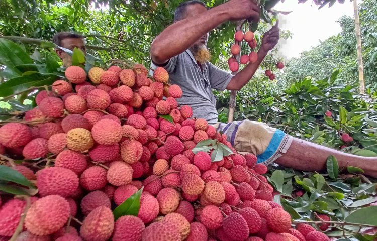 লিচু বাছাই করতে ব্যস্ত শ্রমিকরা। বাছাই শেষে এই লিচু বাজারজাত করা হবে। ছবি: মাহবুব আলম