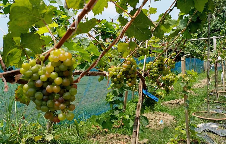 জানা গেছে, ছোট থেকেই গাছপালা লাগানো শখ রাব্বির। শখের বসেই ২০২২ সালে বাড়ির ছাদে চার ধরনের মাত্র চারটি আঙুরের চারা রোপণ করেন তিনি। সেই থেকে তার যাত্রা শুরু। ছবি: এন কে বি নয়ন