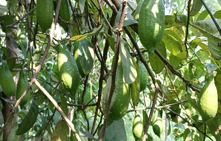 সোহানের বাগানে এখন ৯ জাতের ৫০টিরও বেশি বারোমাসি লেবু গাছ আছে। ছবি: আব্দুর রহমান আরমান