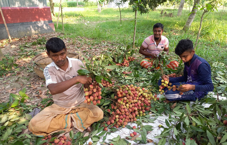 পোকামুক্ত মিষ্টি ও রসালো লিচু হওয়ায় কোনো ধরনের বাড়তি ঝামেলা ছাড়াই বাগান থেকে পাইকারি দরে লিচু বিক্রি করে খুশি তারা। ছবি: রুবেলুর রহমান