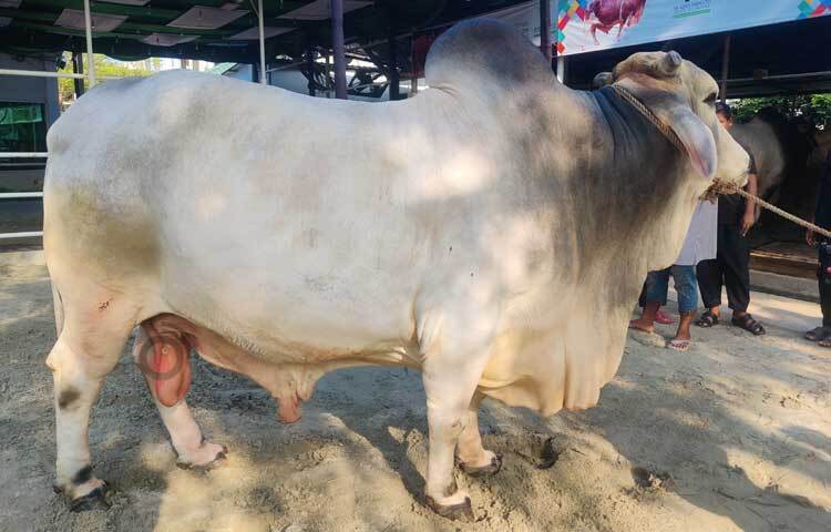 শাকিব খানের মালিক আব্দুস সামাদ বলেন, এক গার্মেন্টস মালিক ১২ লাখ টাকায় গরুটি কিনে নিয়েছেন। ছবি: রাশেদুল ইসলাম রাজু