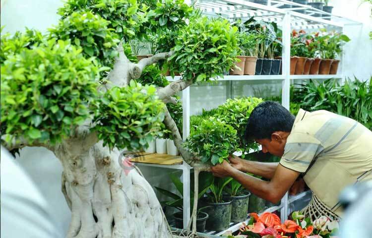 স্টলে গাছ সাজাতে ব্যস্ত দোকানিরা। ছবি: মাহবুব আলম