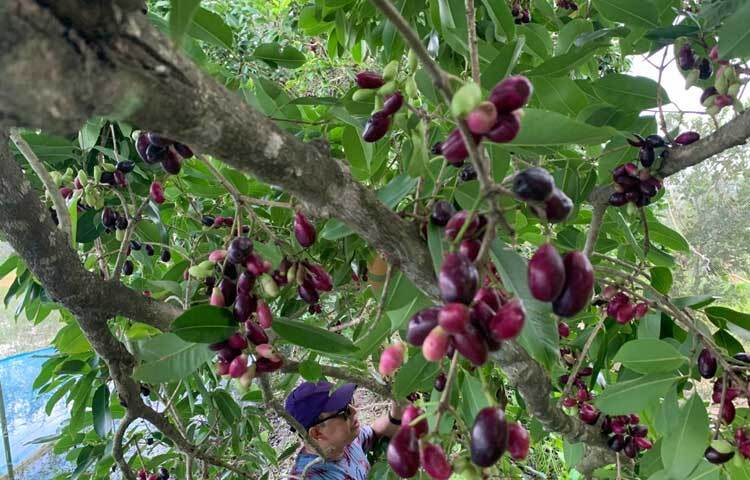 বরগুনা শহর থেকে মাত্র পাঁচ কিলোমিটার পিচ ঢালা সড়ক ধরে এগিয়ে গেলেই কড়ইতলা গ্রাম। আহসান হাবিবের খামার বাড়িতে যেতে মেঠো পথ ধরে আরও কিছু দূর যেতে হয়। তার বাড়িতে গেলেই চোখ আটকায় থোকায় থোকায় ঝুলতে থাকা জামের দিকে। ছবি: আরিফুর রহমান