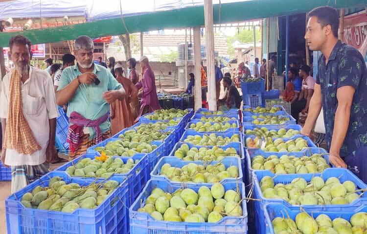 চলতি মৌসুমে শার্শা উপজেলা থেকে দুই টন ল্যাংড়া ও হিমসাগর আম বিদেশে রপ্তানি করা হয়েছে বলে জানান শার্শা উপজেলা কৃষি কর্মকর্তা দিপক কুমার। ছবি: জামাল হোসেন