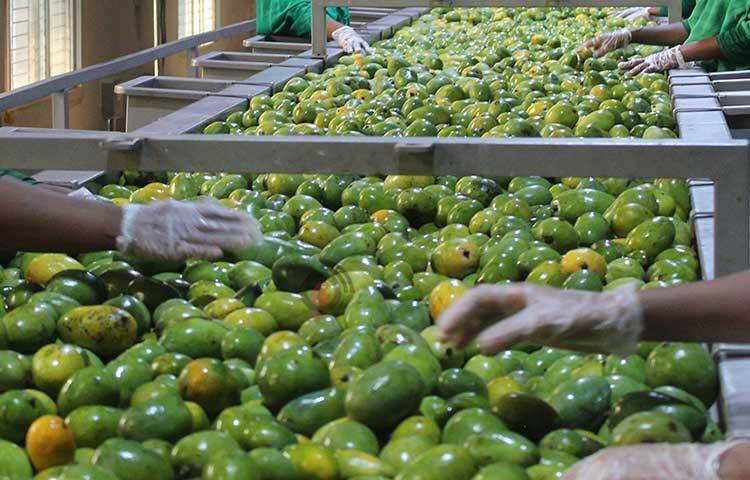 চলতি বছর ৫০ হাজার মেট্রিক টন আম সংগ্রহের লক্ষ্যমাত্রা নির্ধারণ করেছে প্রাণ। ছবি: জাগো নিউজ