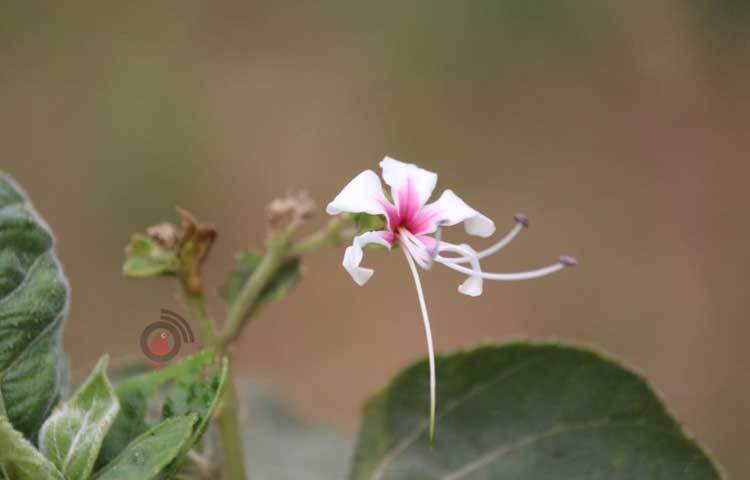 ফলে-ফুলে শোভা ছড়াচ্ছে গাছপালা। ছবি: আরমান খান