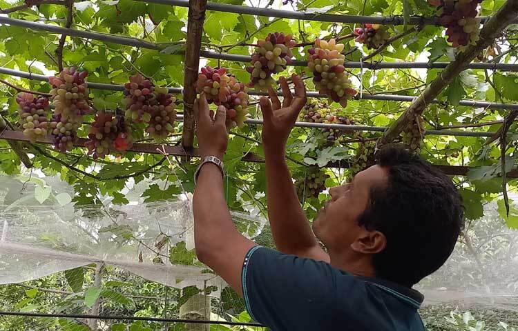সারোয়ার হোসেন বাবু আঙ্গুর সংগ্রহে ব্যস্ত। ছবি: রুবেলুর রহমান