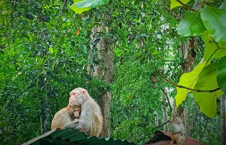 লাউয়াছড়া উদ্যানের পুরনো নাম ছিল পশ্চিম ভানুগাছ সংরক্ষিত বনাঞ্চল। মৌলভীবাজার রেঞ্জের আওতাধীন কমলগঞ্জ উপজেলার প্রায় ২ হাজার ৭৪০ হেক্টর এলাকা নিয়ে বিস্তৃত ছিল পশ্চিম ভানুগাছ সংরক্ষিত বনাঞ্চল। ছবি: মো. শাওন