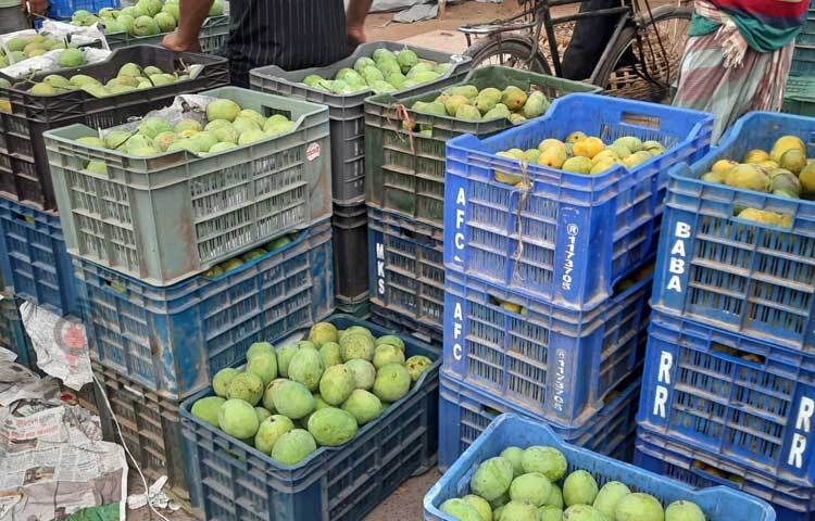তীব্র তাপপ্রবাহের কারণে গত কয়েক বছরের তুলনায় এবার এসব ফলের ফলন কম হয়েছে। ছবি: মাহবুবুল ইসলাম পলাশ