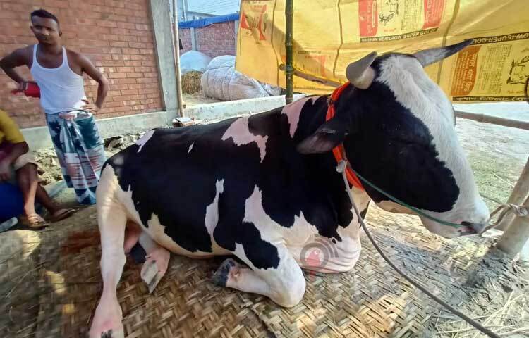 হাটে দেখা মিলে নানা নামের পশুর। খামারিরা ভালোবেসে তার গৃহপালিত প্রাণীর বিভিন্ন নাম রাখেন। এবারও তার ব্যতিক্রম হয়নি। ছবি: মাহবুব আলম