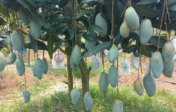 তিন একর জমিতে দেশি ও বিদেশি বিভিন্ন ফলচাষে সাফল্য পেয়েছেন হেলাল উদ্দিন। ছবি: শরীফুল ইসলাম