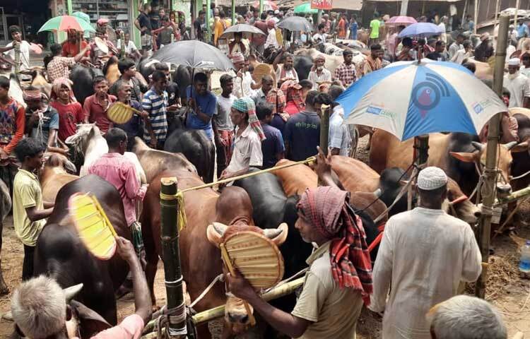 এ হাটে বড় গরুর দাম কম হলেও চড়া দাম বিক্রি হচ্ছে মাঝারি ও ছোট গরু। ছবি: মাহবুবুল ইসলাম পলাশ