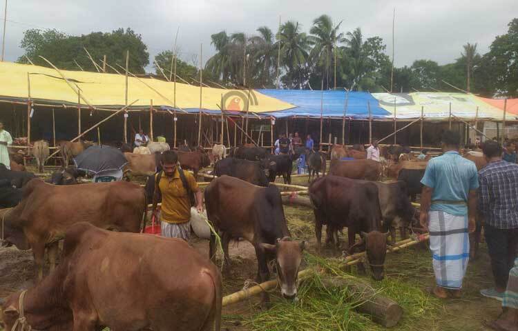 লাল, কালো, ধূসর ও বাদামী। বাহারি রঙের গরু। দেখতে বেশ মোটা তাজা। চাহিদা বেশি, তাই দামও বেশি। ছবি: সাইফুল উদ্দীন