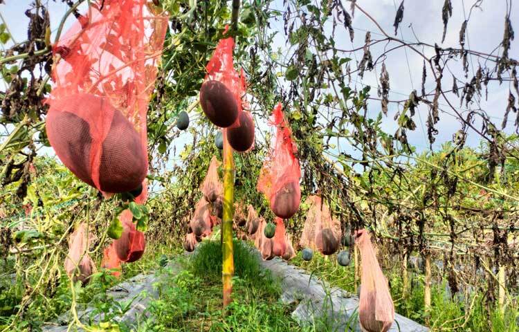 জানা গেছে, আগে এ জমিতে আলু, ঝিঙাসহ বিভিন্ন ধরনের সবজি উৎপাদন করা হতো। ছবি: মুজিবুর রহমান ভুইয়া