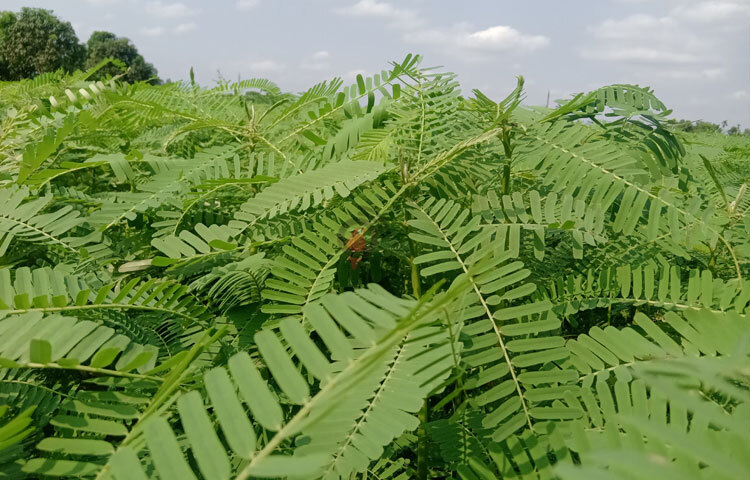 আশানুরূপ ফলন পেতে এবং মাটিকে উৎপাদনক্ষম রাখতে বর্তমানে রাসায়নিক সারের ব্যবহার বৃদ্ধি পেয়েছে। অপরিকল্পিত রাসায়নিক সারের ব্যবহারের ফলে মাটির স্বাস্থ্য নষ্ট হচ্ছে। বিপন্ন হয়ে পড়েছে জীববৈচিত্র্য। ছবি: ইব্রাহিম সুজন