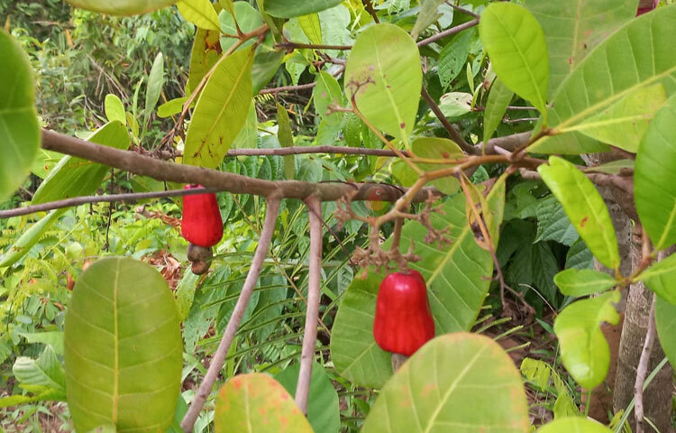 কাপ্তাই উপজেলার রাইখালী ইউনিয়নের কারিগরপাড়ায় কাজুবাদামের কয়েকটি বাণিজ্যিক বাগান স্থাপন করা হয়। এ বাগানে রাইখালী ইউনিয়নের ১০ কৃষকের ৫০ একর জমিতে প্রায় ৭ হাজার এম-২৩ জাতের কাজুবাদাম গাছের চারা রোপণ করা হয়। ছবি: সাইফুল উদ্দীন