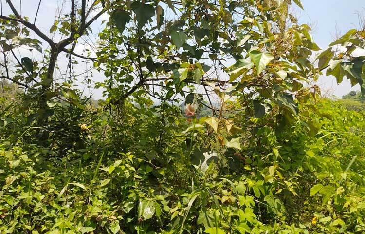 সড়কের দু’পাশে সেগুন, গর্জন, চাপালিশ, জারুল আর হরেক রকম বুনো গাছের সারি। বুনো ফুল, ফল ও লতা-গুল্মের বুনন সবখানে। ছবি: এম মাঈন উদ্দিন